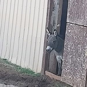 Meet your Posher, Barbara